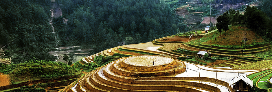 Risfält i Vietnam